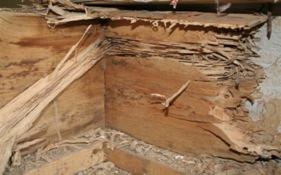 Top 3 Ways to Prevent Subterranean Termites