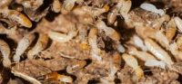 Top 3 Ways for Preventing Subterranean Termites
